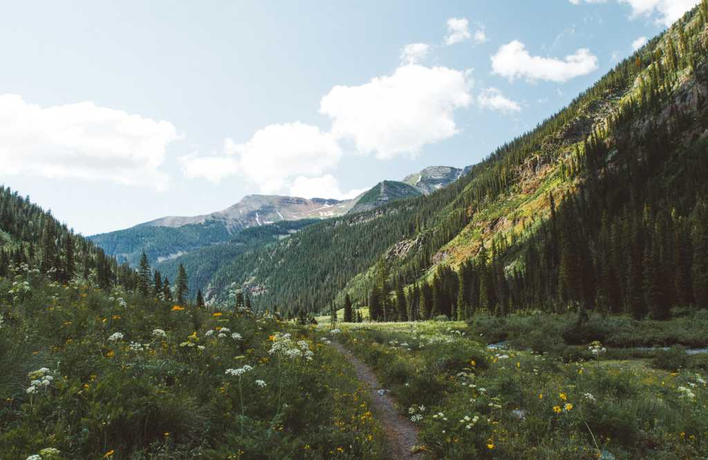 A valley of wild flowers between the mountains.