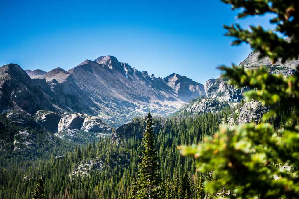 A forest of trees next to a mountain with snow.