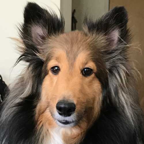 Heidi the Sheltie profile