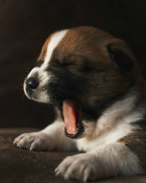 Yawning puppy