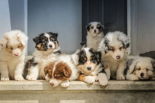 Seven Sheltie puppies