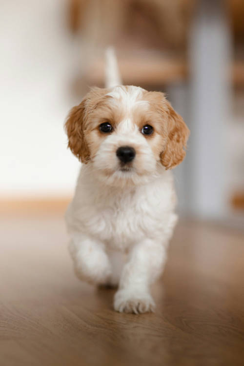 Terrier puppy