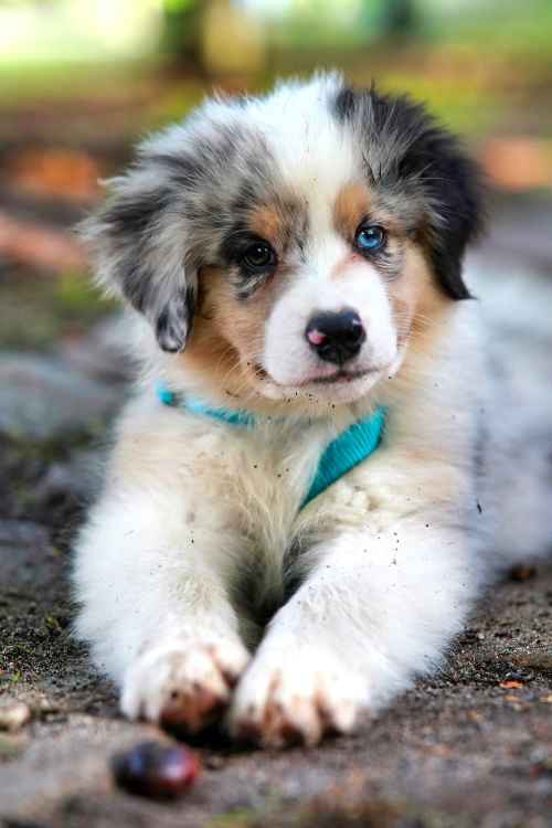 Merle blue Sheltie puppy