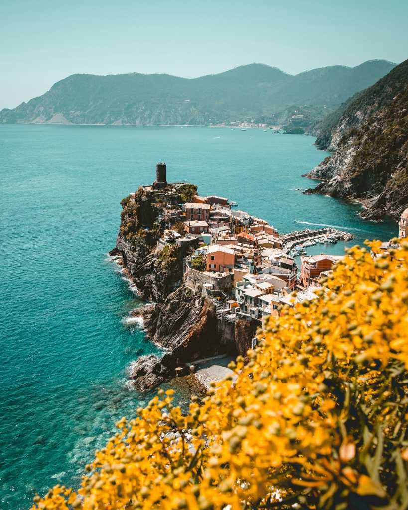 Yellow flowers growing on a cliff in Cinque Terre, Italy