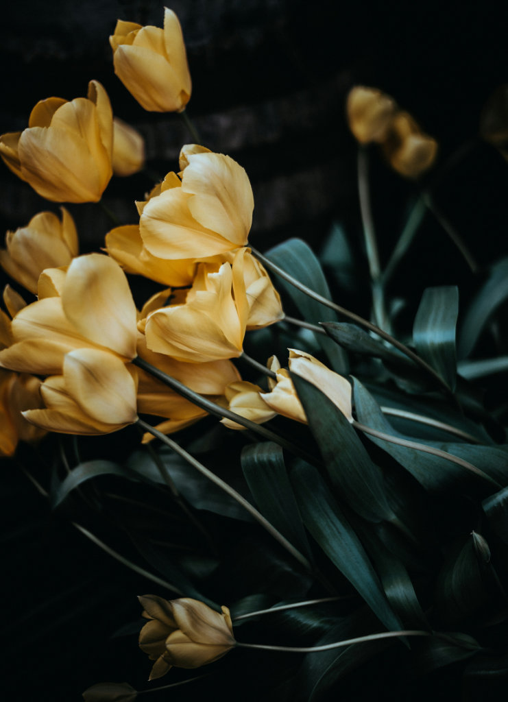 Soft yellow tulips