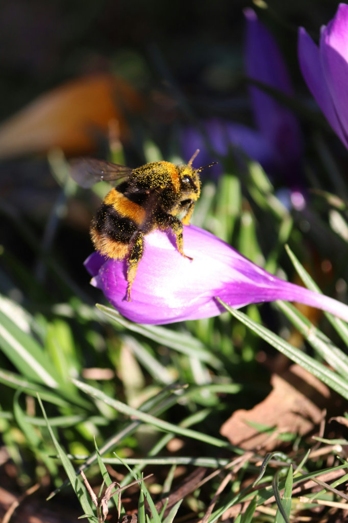 Fuzzy bumblebee sitting on a purple flower bulb