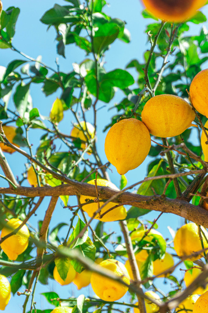 Lemon tree on a sunny day