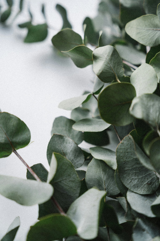 A bunch of eucalyptus