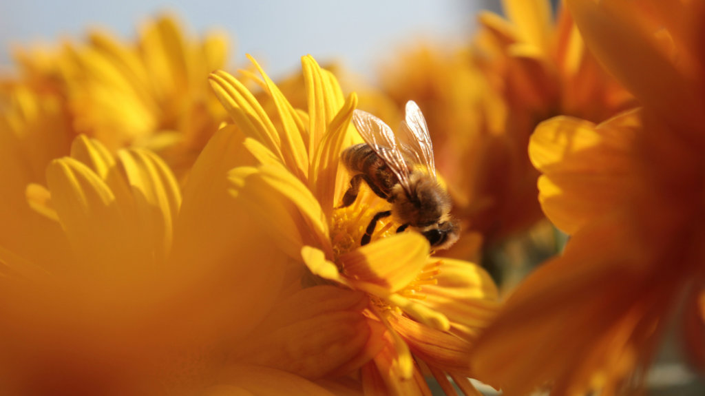 Bumblebee on a daisy in the golden hour