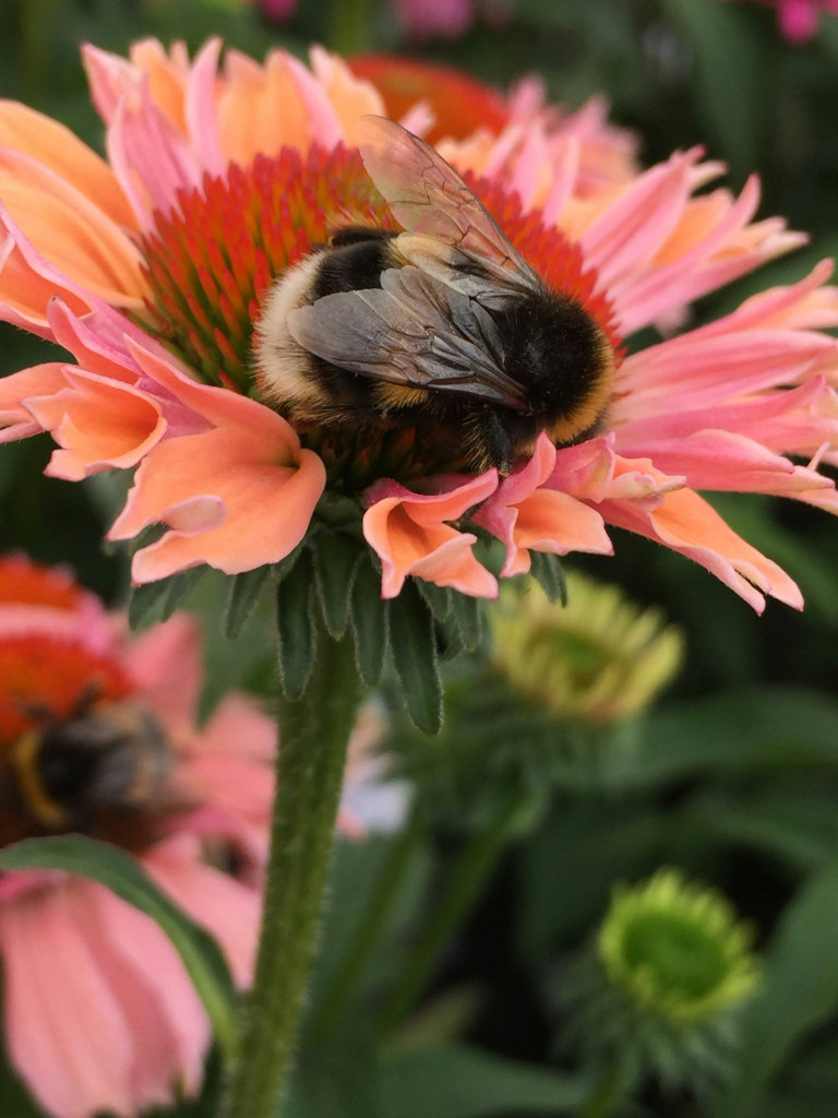 Bumblebee on a peach flower