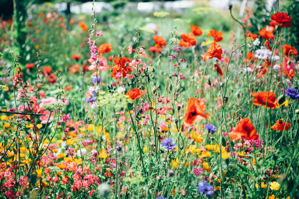 Wild flowers in the garden