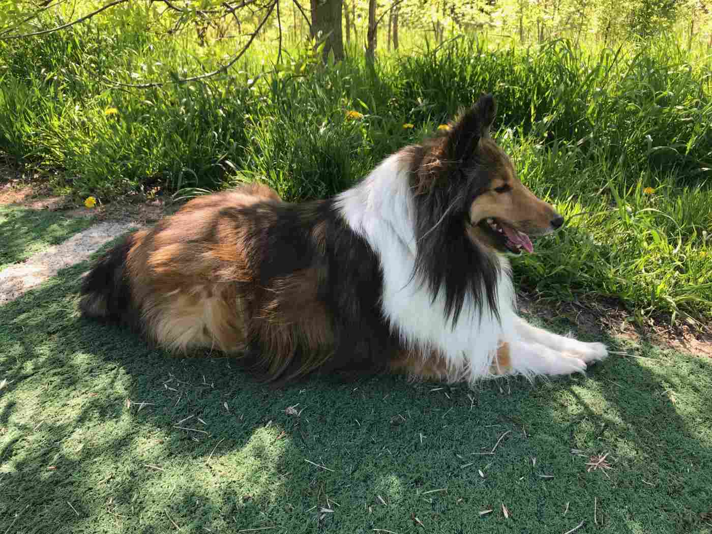 Heidi the Sheltie at the Plymouth dog park