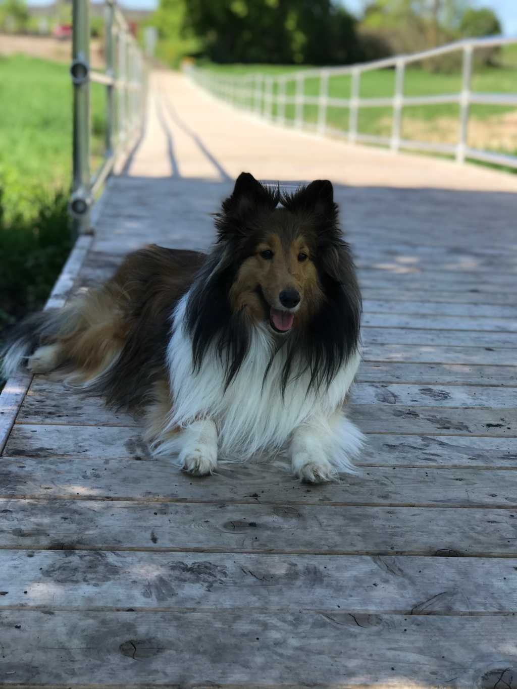 Heidi the Sheltie at the Plymouth dog park